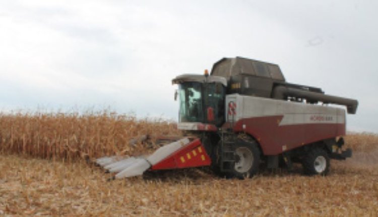 В Липецкой области начали убирать кукурузу на зерно: площади под культурой увеличены