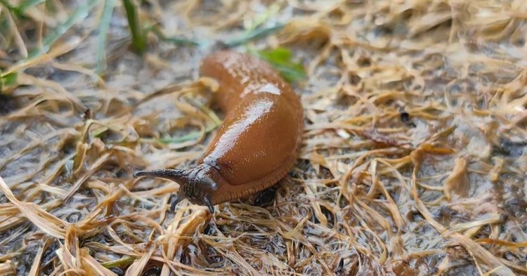 Открыты ароматы притяжения для почвенных нематод-убийц слизней