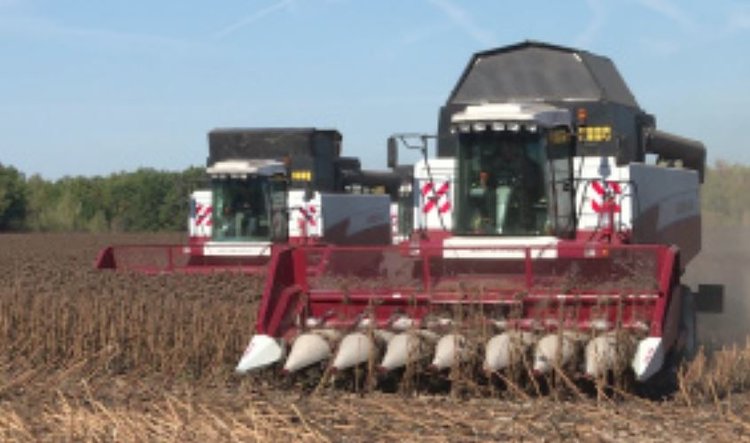 Рапс в этом году показывает региональный рекорд урожайности в Липецкой области