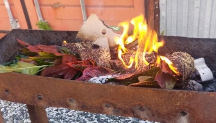 Дорогостоящие горшечные растения, кротоны и алоказии, в Удмуртии отправили в огонь