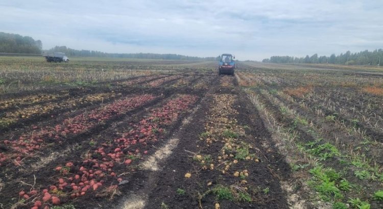 Базальтовая мука для картофеля - одно их ключевых исследований этого года на полях ЮУНИИСК