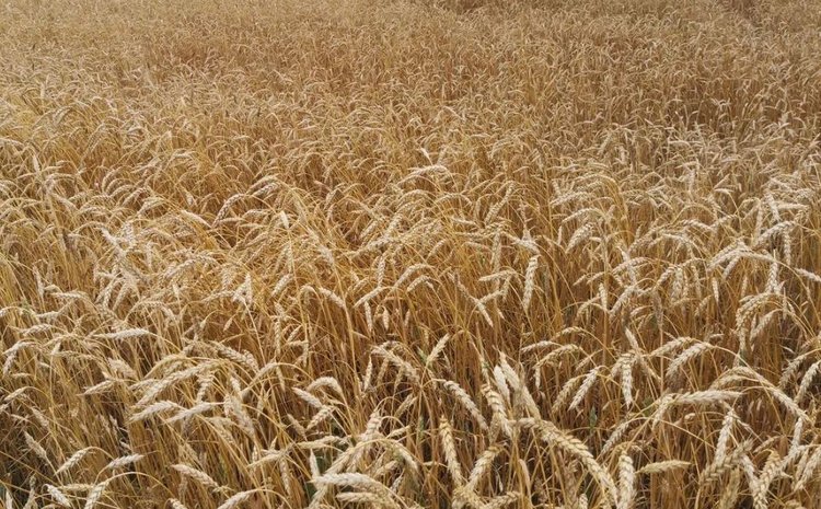 3 млн тонн зерна у Самарской области на 22 сентября