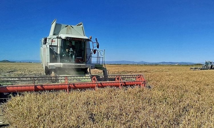 Катастрофически низкий урожай риса собрали в испанской рисовой чаше Валенсии