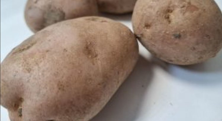 Вирус веретеновидных клубней впервые выявил Россельхознадзор в Забайкалье в импортном картофеле