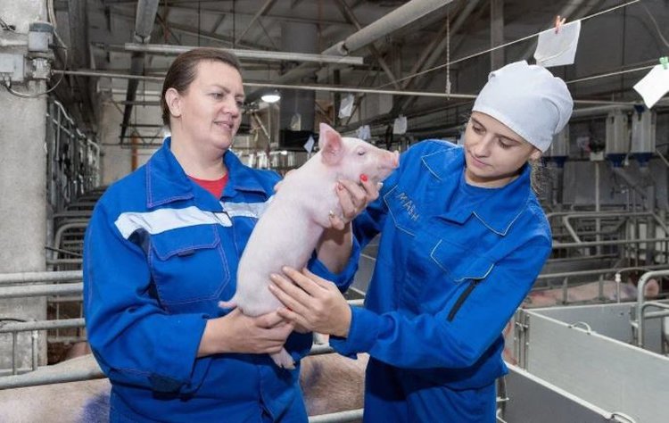 Кузбасс заявил о полной самообеспеченности по свинине благодаря модернизации животноводства