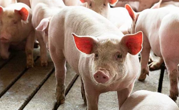 Постоянные проблемы в свиноводстве с РРСС требуют гибкого подхода к управлению