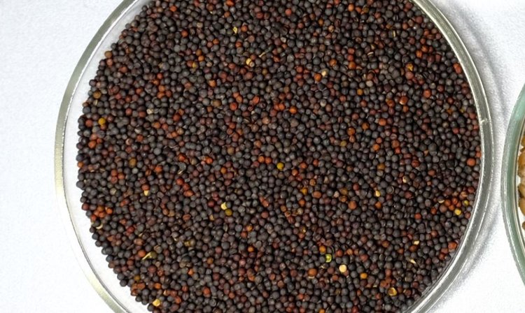 Сушить рапс новым способом с простой пищевой добавкой предложили красноярские ученые