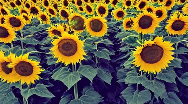 Какую долю семена подсолнечника местной селекции заняли в этом году в Саратовской области