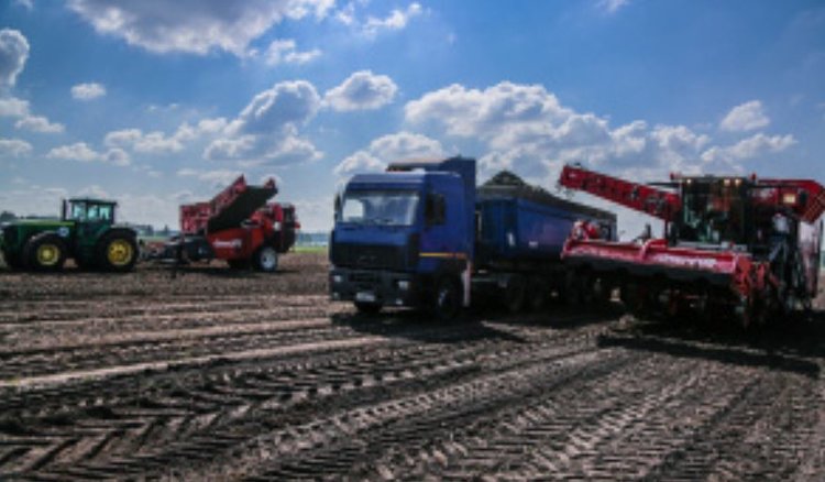 Картофель в Липецкой области в этом году показывает хорошую урожайность