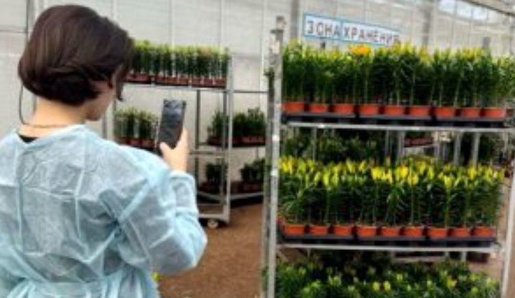 Свыше 3,6 млн срезов цветов сертифицировано Россельхознадзором для поставок из Калужской области