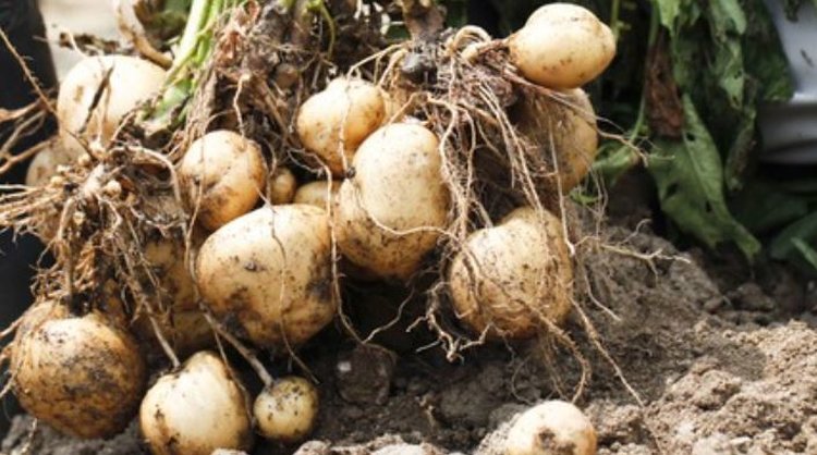 Метод вынюхивания опасных вирусных болезней в клубнях картофеля как новый способ ранней диагностики