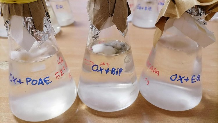 Российские исследователи нашли новый способ производства биопрепаратов для защиты яровой пшеницы