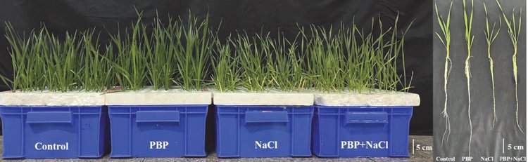 Пшеница проявила вкус к свиной крови