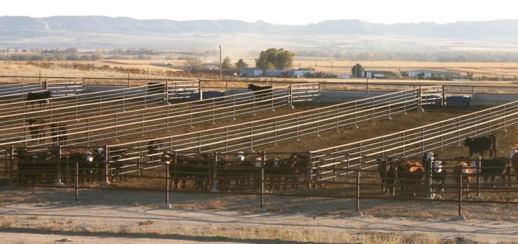 Цельные обжаренные соевые бобы показали хорошие результаты при откорме КРС