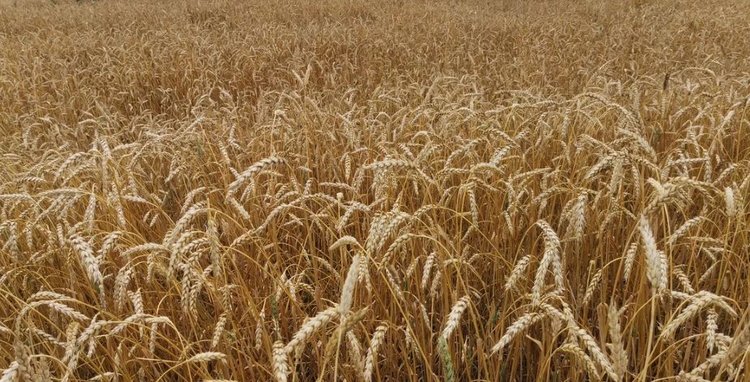 Саратовская область уверена в своем итоговом урожае в 5 млн тонн зерна