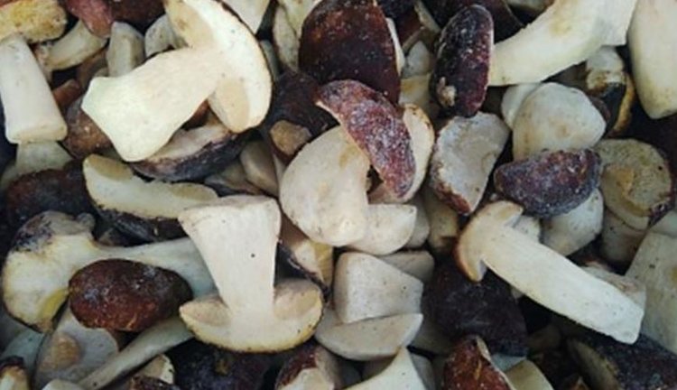 Кировская область открыла экспорт белых грибов в Казахстан