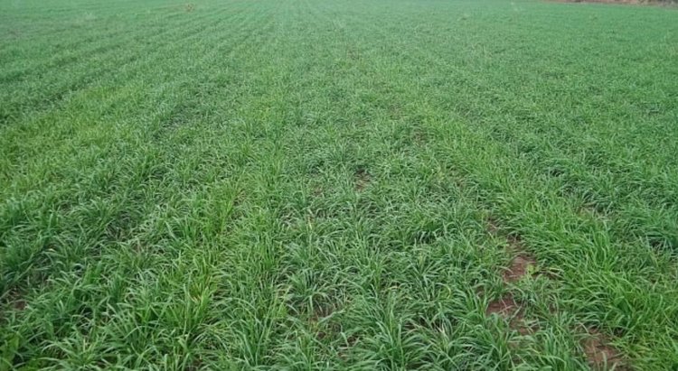 Озимый сев 2025 в Волгоградской области вышел на финишную прямую