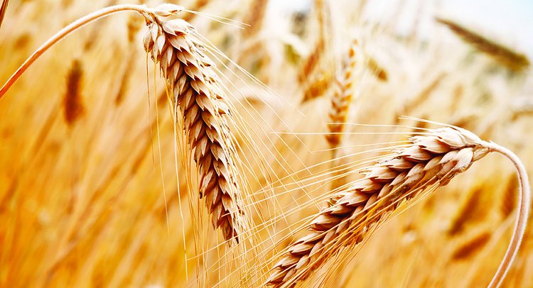 Сентябрьские итоги проверок красноярской пшеницы 2025 от ЦОК АПК