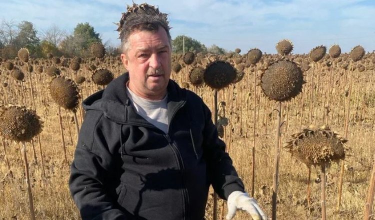 Что обнаружили агрономы на полях подсолнечника и кукурузы в ЛНР