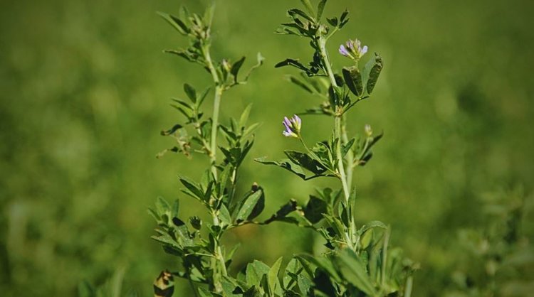Механизм выдающейся солеусточивости люцерны раскрыли ученые
