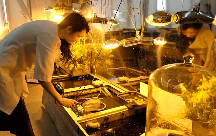 Плодородную почву для Арктики из растительных отходов создают в Красноярском научном центре СО РАН