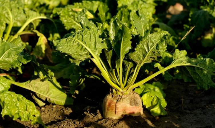 Как показали себя отечественные гибриды сахарной свеклы на ставропольских демпосевах