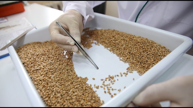55 тонн семян для отгрузке в Армению прошли испытания в Краснодарской лаборатории ФГБУ «ВНИИЗЖ» 