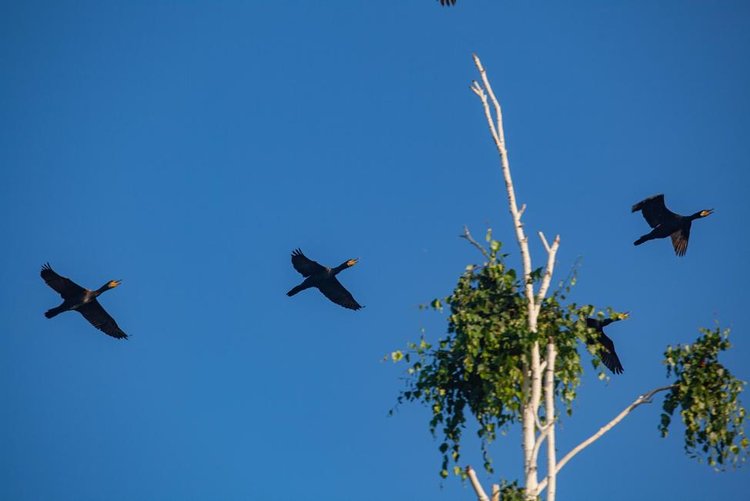 У рыбаков Байкальского региона назрел конфликт с бакланами: рассудить должна наука