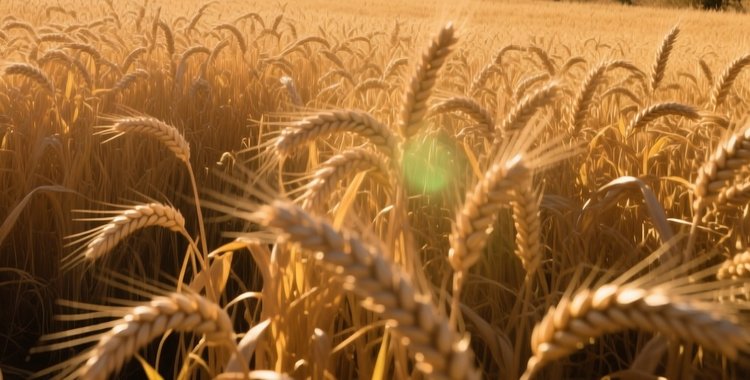 С 2027 года в Бразилии ожидается масштабное внедрение ГМО пшеницы