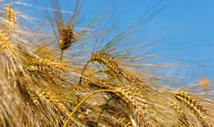 Озимая рожь постепенно возвращается на иркутские поля