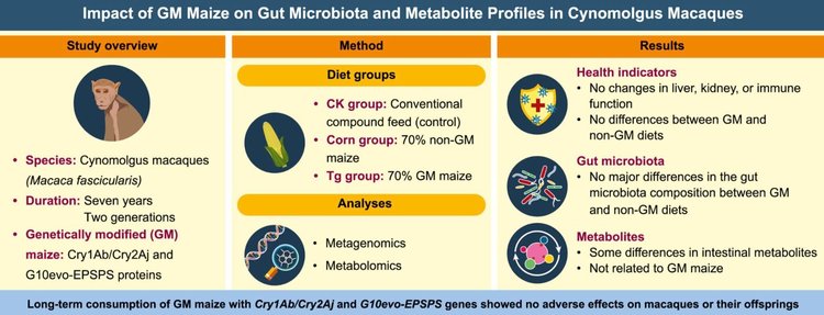 Гастрономическую угрозу ГМО ученые исследовали семь лет