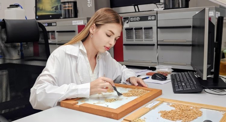 С начала года Новороссийский филиал ЦОК АПК провёл проверку 300 тысяч тонн твёрдой пшеницы на экспорт