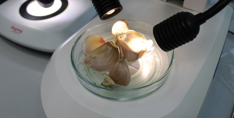 Томатный трипс заявился в чесноке