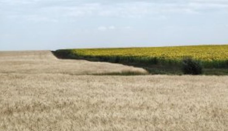 Оренбургское хозяйство сушило пшеницу неподходящим десикантом, сообщил «Сатурн»