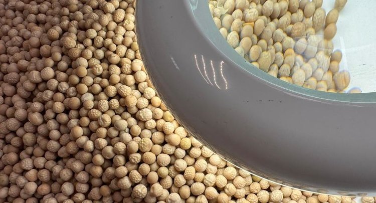 Омский горох 2025 года может похвастаться высоким качеством