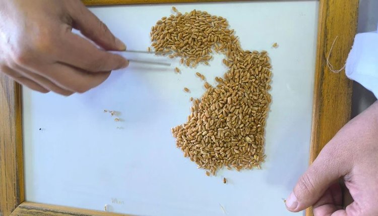 Качество зерна в ДНР достойное несмотря на засушливый год