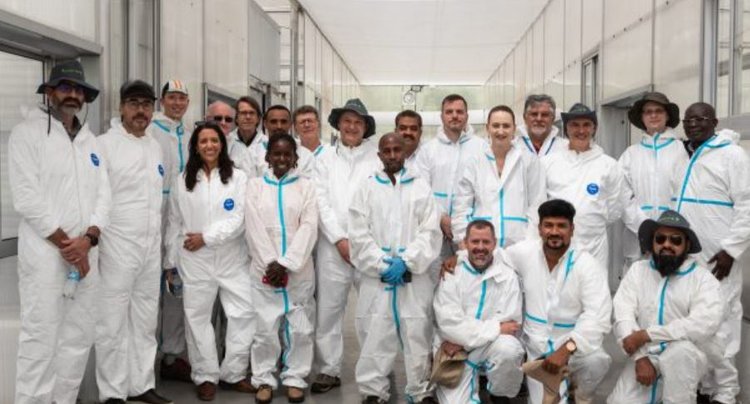 Исследователи 15 стран работают вместе над защитой пшеницы от ржавчины