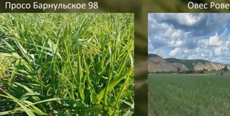 15 агронаучных разработок ученых Якутии внедрены в этом году в республиканский АПК