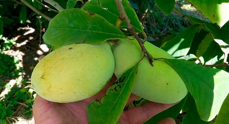 Первый промышленный урожай азимины соберут в Крыму в 2026 году