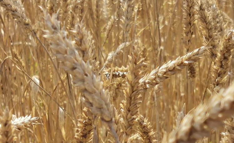 Хронокультура – новая концепция для улучшения пшеницы