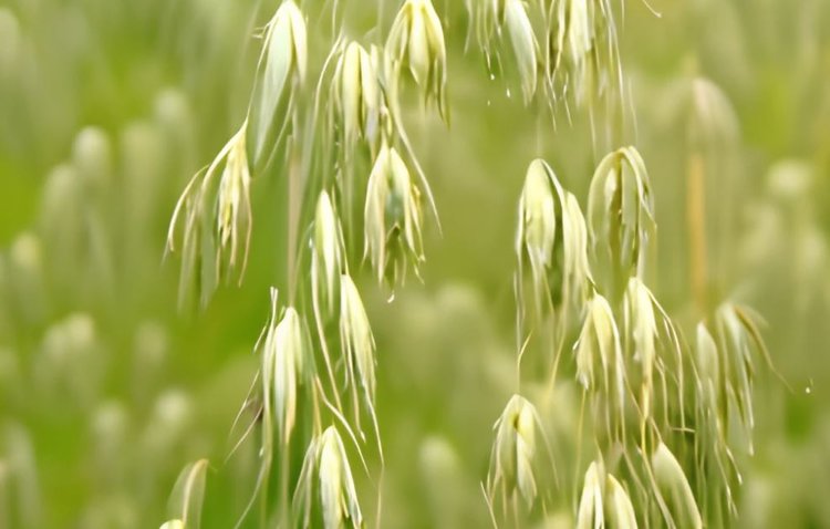 С рекордным урожаем овса Австралия собирается потягаться с Россией на китайском рынке