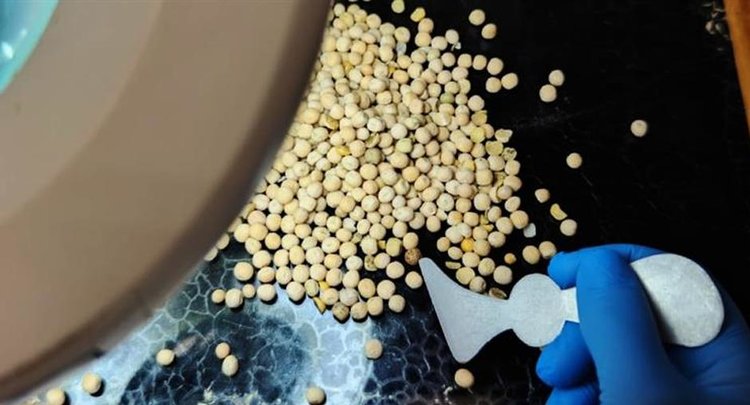 Какие страны активнее всего закупают российский горох в этом году