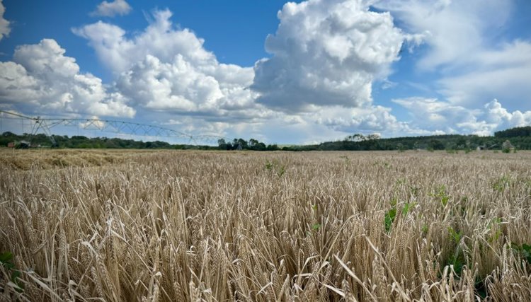 Для аграриев Подмосковью сезон 2025 сложился успешно