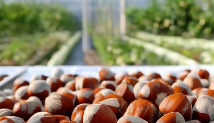 Производство фундука в защищенных условиях может стать новым направлением в Нидерландах
