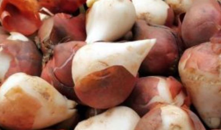 Удмуртия нарастила закупки немецких луковиц тюльпанов для сектора цветоводства