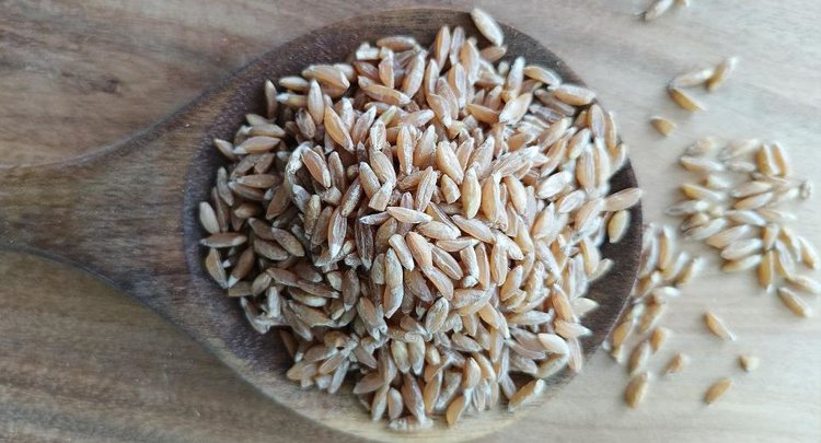 Чем полезна полба в здоровом питании