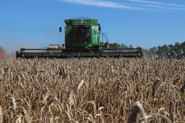 За 5,5 млн тонн зерна перевалил урожай в Алтайском крае