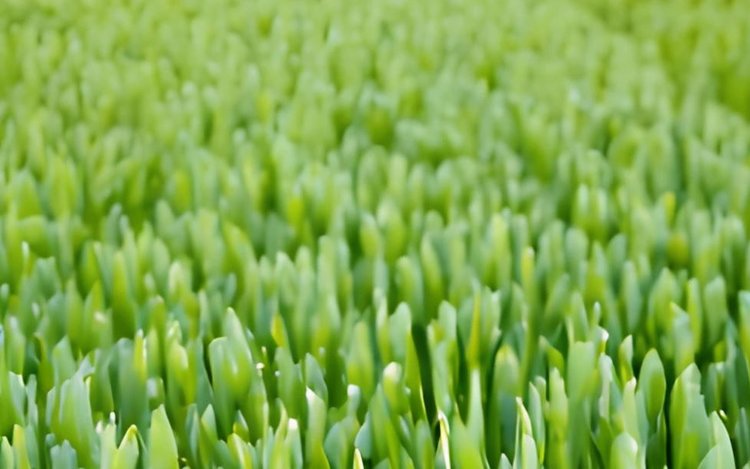 Доказана связь устойчивости озимого ячменя к грибным заболеваниям со здоровьем почвы и органическими добавками