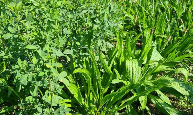 Подорожник ланцетолистный обладает ценными агрономическими и агроэкологическими свойствами в органическом земледелии