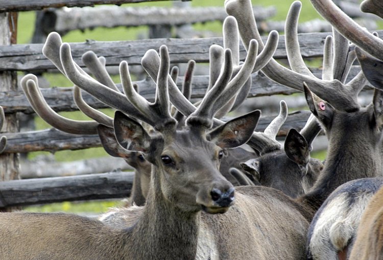 Пантовое оленеводство в Алтайском крае получило новую меру господдержке